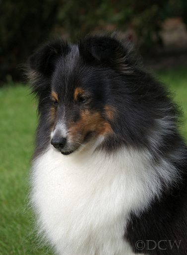 Bonita