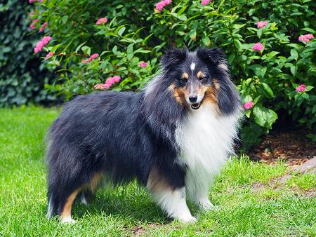 Dorris — 4 jaar