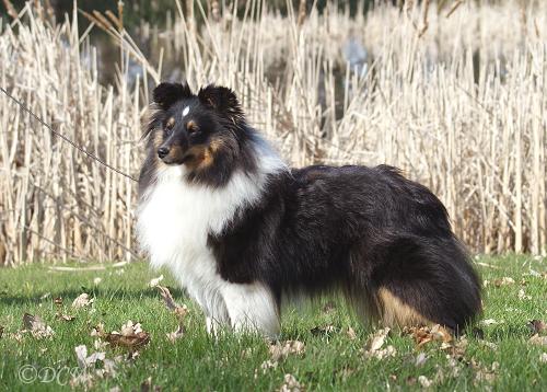 Dorris — 15 maanden
