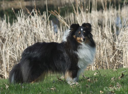 Dorris — 15 maanden