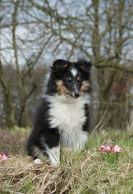Dorris — 15 weken
