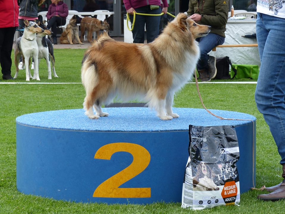 Laura — Joe Kat Show 2018, 2e plaats Best Veteraan in Show