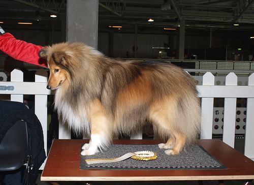 Melvin — 3 jaar — Show Utrecht CAC/CACIB/BOB
