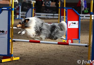 Thiago — Pro Plan Agility Cup 2011