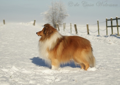 Veron — Winter 2015